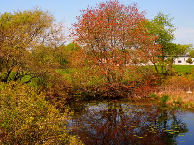 [Full red-oak with red blossoms and leaves just starting to bud reflected in the pond laden with lily pads.]